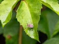 Graue Gartenwanze Nymphe - Thermalbad Hévíz